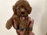 0 Numara Erkek Red Toy Poodle Oğlumuz