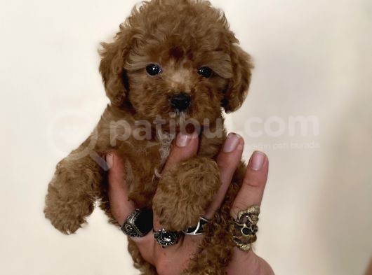 0 Numara Erkek Red Toy Poodle Oğlumuz görsel
