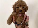 0 Numara Erkek Red Toy Poodle Oğlumuz
