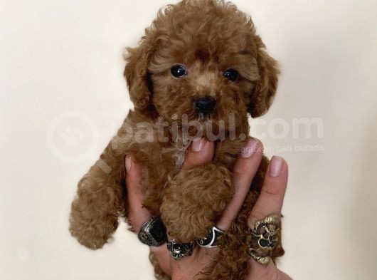 0 Numara Erkek Red Toy Poodle Oğlumuz görsel