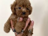 0 Numara Erkek Red Toy Poodle Oğlumuz