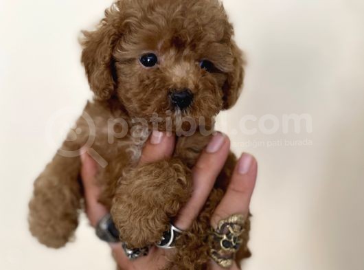 0 Numara Erkek Red Toy Poodle Oğlumuz görsel