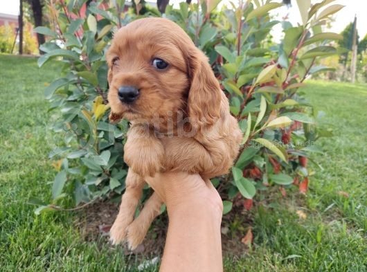 American Cocker Yavruları görsel