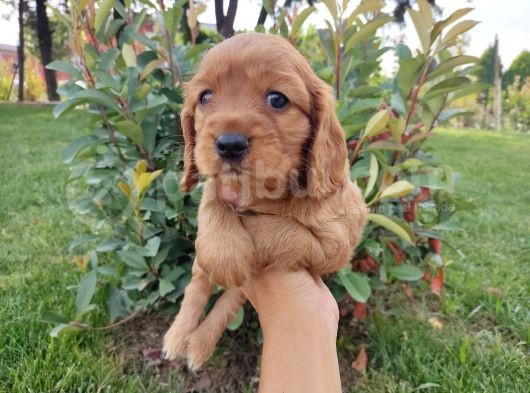 American Cocker Yavruları görsel