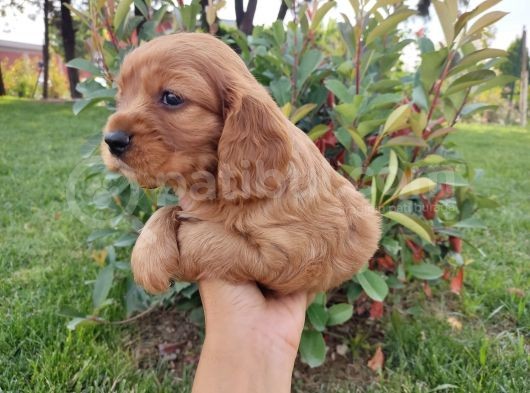 American Cocker Yavruları görsel