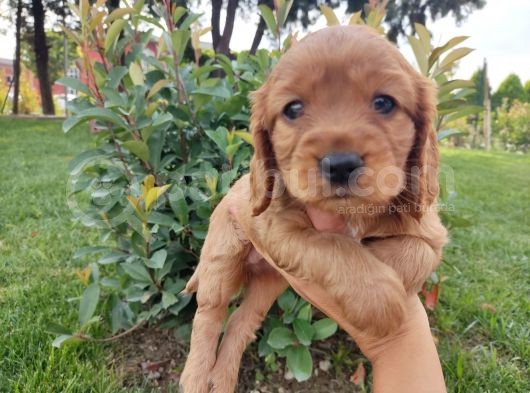 American Cocker Yavruları görsel