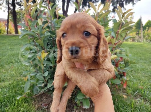 American Cocker Yavruları görsel