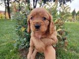 American Cocker Yavruları