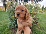 American Cocker Yavruları