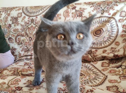 4 Aylık Biritish Shortair Yavru görsel