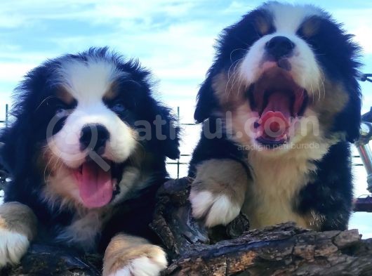 Mas Mavi̇ Gözlü Çakir Bernese Mountai̇n Yavrulari görsel