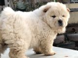 Chow Chow Çi̇n Aslani