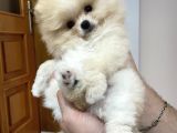Pomeranian Boo Teddy Bear
