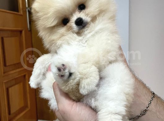 Pomeranian Boo Teddy Bear görsel