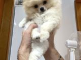 Pomeranian Boo Teddy Bear