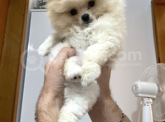 Pomeranian Boo Teddy Bear görsel