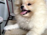Pomeranian Boo Teddy Bear
