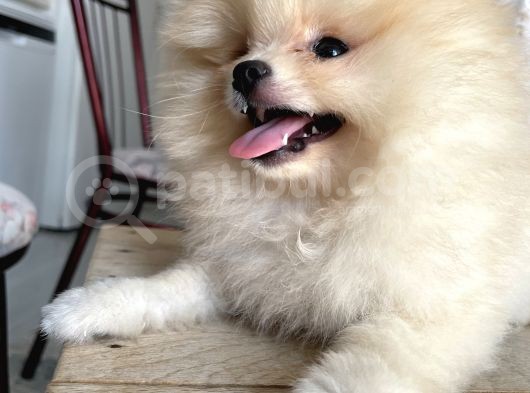 Pomeranian Boo Teddy Bear görsel
