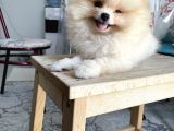 Pomeranian Boo Teddy Bear