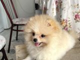 Pomeranian boo teddy bear