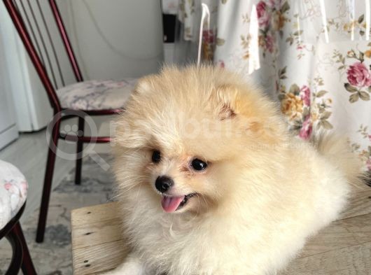 Pomeranian Boo Teddy Bear