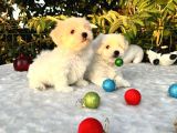 Her Şehire Gönderim Sağladığımız Kar Beyaz Maltese Terrier Yavrular