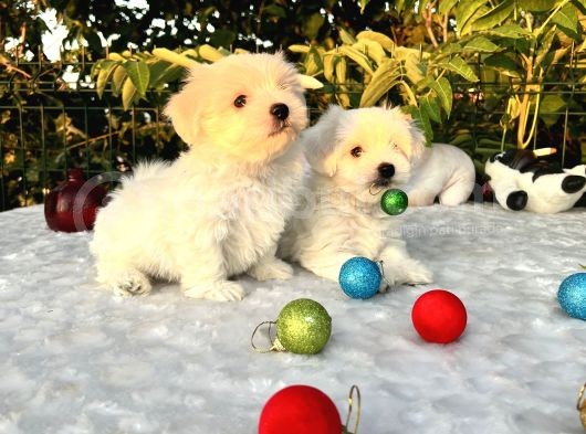 Her Şehire Gönderim Sağladığımız Kar Beyaz Maltese Terrier Yavrular görsel