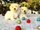 Her Şehire Gönderim Sağladığımız Kar Beyaz Maltese Terrier Yavrular