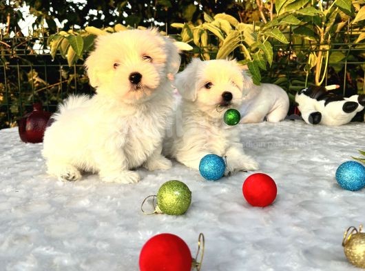 Her Şehire Gönderim Sağladığımız Kar Beyaz Maltese Terrier Yavrular