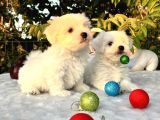 Her Şehire Gönderim Sağladığımız Kar Beyaz Maltese Terrier Yavrular