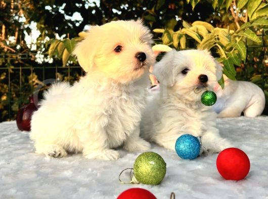 Her Şehire Gönderim Sağladığımız Kar Beyaz Maltese Terrier Yavrular görsel
