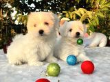 Her Şehire Gönderim Sağladığımız Kar Beyaz Maltese Terrier Yavrular