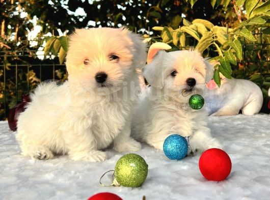 Her Şehire Gönderim Sağladığımız Kar Beyaz Maltese Terrier Yavrular görsel