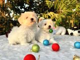 Her Şehire Gönderim Sağladığımız Kar Beyaz Maltese Terrier Yavrular