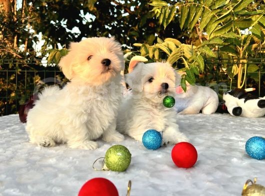 Her Şehire Gönderim Sağladığımız Kar Beyaz Maltese Terrier Yavrular görsel