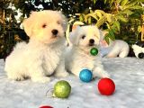 Her Şehire Gönderim Sağladığımız Kar Beyaz Maltese Terrier Yavrular