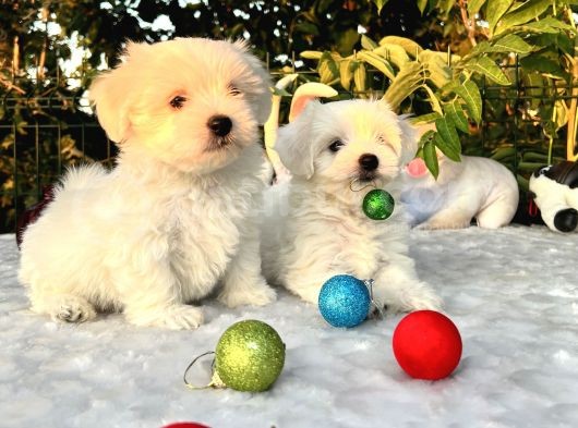 Her Şehire Gönderim Sağladığımız Kar Beyaz Maltese Terrier Yavrular görsel