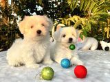Her Şehire Gönderim Sağladığımız Kar Beyaz Maltese Terrier Yavrular