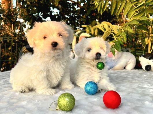 Her Şehire Gönderim Sağladığımız Kar Beyaz Maltese Terrier Yavrular görsel