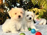 Her Şehire Gönderim Sağladığımız Kar Beyaz Maltese Terrier Yavrular