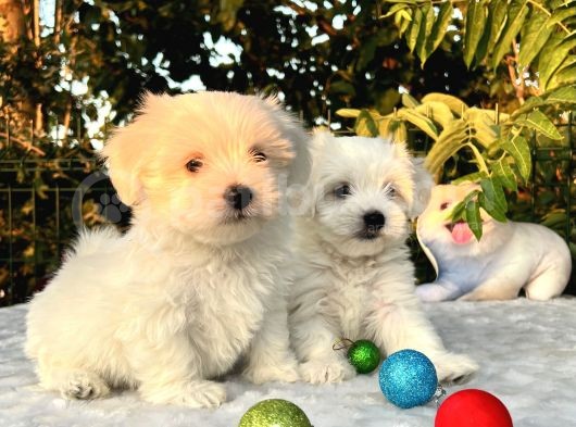 Her Şehire Gönderim Sağladığımız Kar Beyaz Maltese Terrier Yavrular görsel