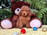 Her Şehire Gönderim Sağlayabildiğimiz Toy Poodle Yavrular
