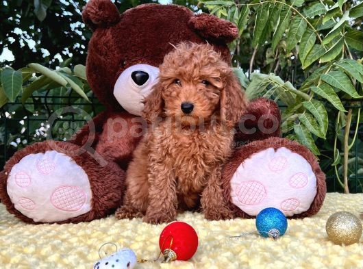 Her Şehire Gönderim Sağlayabildiğimiz Toy Poodle Yavrular
