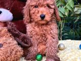 Her Şehire Gönderim Sağlayabildiğimiz Toy Poodle Yavrular