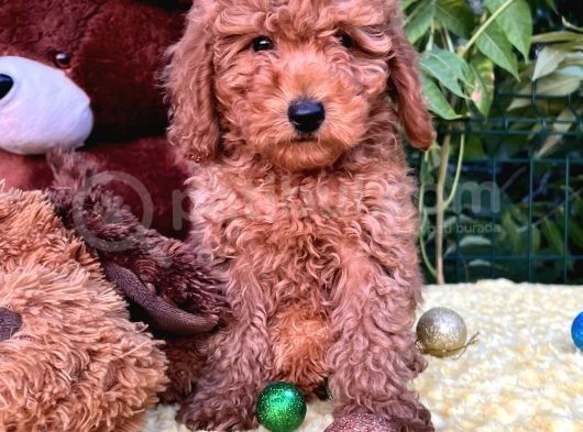 Her Şehire Gönderim Sağlayabildiğimiz Toy Poodle Yavrular görsel