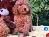 Her Şehire Gönderim Sağlayabildiğimiz Toy Poodle Yavrular
