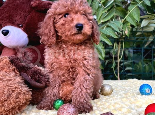 Her Şehire Gönderim Sağlayabildiğimiz Toy Poodle Yavrular görsel
