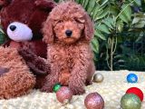 Her Şehire Gönderim Sağlayabildiğimiz Toy Poodle Yavrular