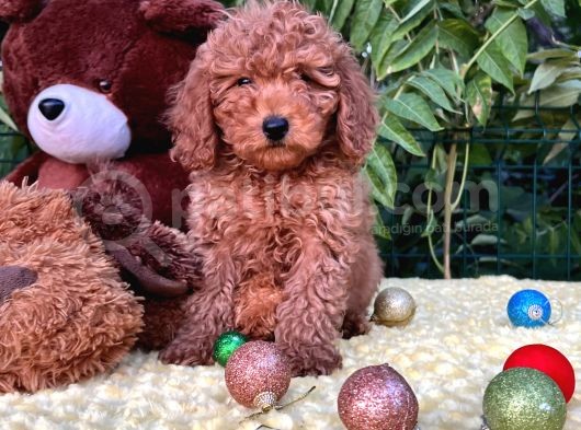 Her Şehire Gönderim Sağlayabildiğimiz Toy Poodle Yavrular görsel