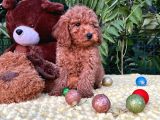 Her Şehire Gönderim Sağlayabildiğimiz Toy Poodle Yavrular
